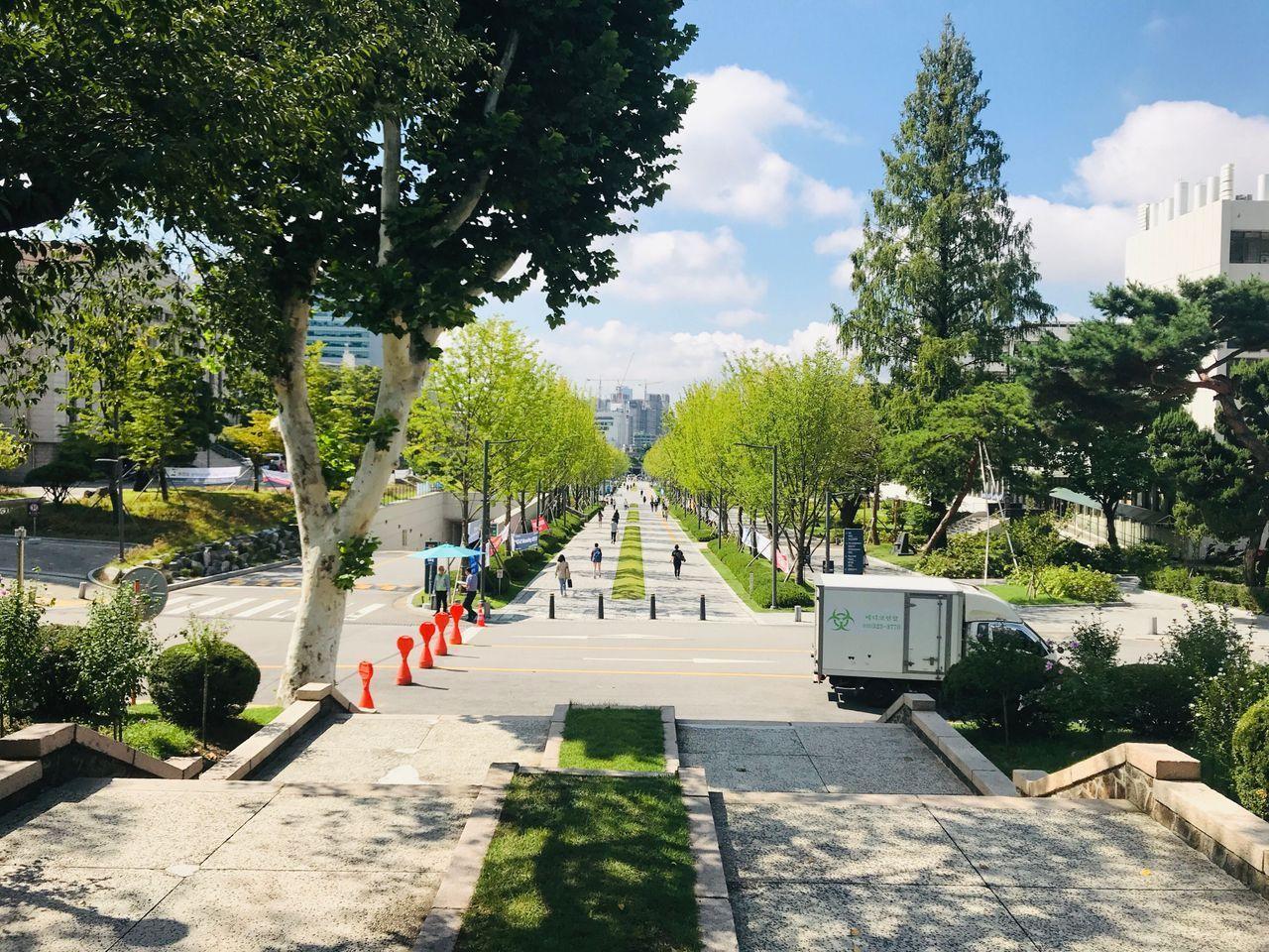 延世大学中央大道，两旁是绿色林木，提供学生和访客步行的舒适环境。